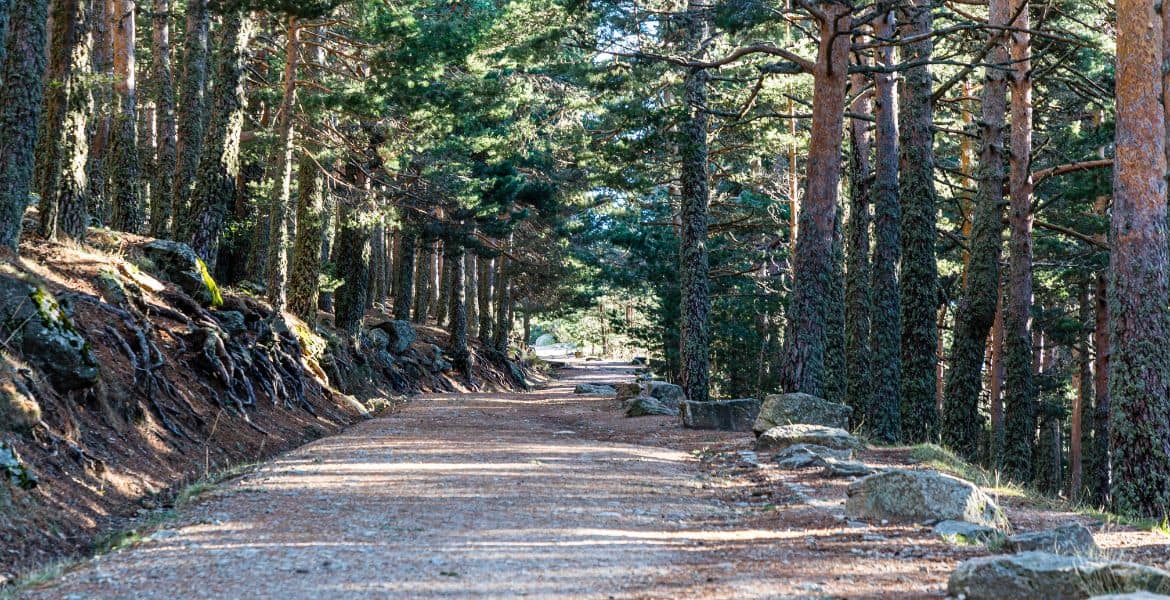 Sendero en el bosque cerca del Hotel Madrid Río con naturaleza y tranquilidad.